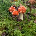 This photo shared on Sept. 5 shows fungi in the forest. (Courtesy Photo / Jeffery Lawrence)
