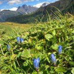 Gentians in the alpine on Thunder Mountain. (Courtesy Photo / Deborah Rudis)