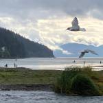 Avian and human fishers try their luck at Sheep Creek. (Courtesy Photo / Deborah Rudis)