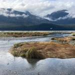 The tide comes in near Sheep Creek. (Courtesy Photo / Deborah Rudis)