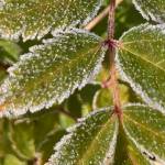 This photo shows the first frost of 2021. (Courtesy Photo / Deborah Rudis)