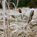 A frosty meadow is seen on the Boy Scout Beach Trail on Oct. 17. (Courtesy Photo / Deborah Rudis)