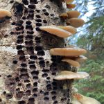 This photo shows frozen fungus and sapsucker holes. (Courtesy Photo / Deborah Rudis)