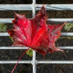 A red leaf stands out against metal grating along the East Glacier Trail on Oct. 2. (Courtesy Photo / Deana Barajas)