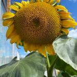 This photo shows a large sunflower seen in Fairbanks on Aug. 11. (Courtesy Photo / Denise Carroll)
