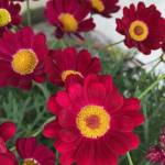 Elegant zinnias brighten an otherwise gray day along the downtown seawalk on Sept. 7. (Courtesy Photo / Denise Carroll)