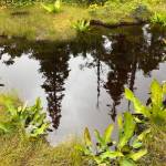 A Sitka spruce reflection pond is framed by skunk cabbage in Auke Nu Meadow on Aug. 25. (Courtesy Photo / Denise Carroll)