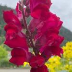 Vibrant snapdragon catches the eye along the downtown seawalk on Sept. 5. (Courtesy Photo / Ben Hohenstatt)