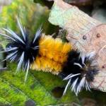 A wooly bear caterpillar balancing on a leaf edge gazes about plotting his route as seen in a garden on Sept. 17. (Courtesy Photo / Denise Carroll)