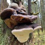 Large conks cling to a conifer on Windfall Lake trail on Oct. 2.