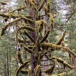 In Juneau‘s temperate rainforest evergreen trees’ branches sport thick coats of moss as seen along Windfall Lake Trail on Sept. 29. (Courtesy Photo / Denise Carroll)