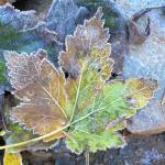 An autumn maple leaf gets the first taste of frost on Perseverance trail in early October. (Courtesy Photo / Denise Carroll)