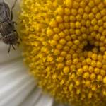 A visitor to a late blooming daisy in a downtown garden on Oct. 10, 2021. (Courtesy Photo / Denise Carroll)