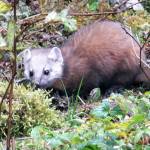 This photo shows a marten on Admiralty Island on Oct. 25. (Courtesy Photo / Gary Miller)