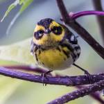 Townsends Warbler passing through a garden in Juneau. (Courtesy Photo / Kenneth Gill, gillfoto)