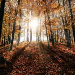 With the future of the planet at stake, what will it take for us to abandon competition, conflict and division, and begin to manifest the grand ideals of sharing, justice and peace?