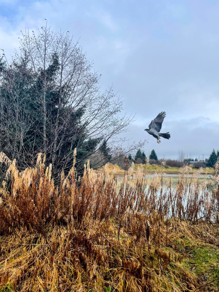 An osprey flies low over Juneau marshlands. (Courtesy photo / Karina Buckland)