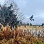 An osprey flies low over Juneau marshlands. (Courtesy photo / Karina Buckland)