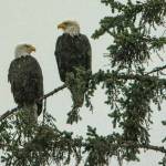 Two bald eagles reflect on winter Out the Road on Saturday, Nov. 27. (Courtesy Photo / Kenneth Gill, gillfoto)