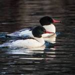 Common mergansers swim in Don D. Statter Harbor. (Courtesy Photo / Kenneth Gill, gillfoto)