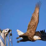 Bald Eagle takes flight from ships mast in Don D. Statter Harbor on Nov.1. (Courtesy Photo / Kenneth Gill, gillfoto)