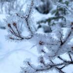 Brushy hoarfrost coats rusty menziesia along the Peterson Creek trail on Dec. 15, 2021. (Courtesy Photo / Denise Carroll)