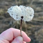 Foam bubbles froze to a twig, creating a frozen foam flower on Dec. 11. (Courtesy Photo / Deana Barajas)