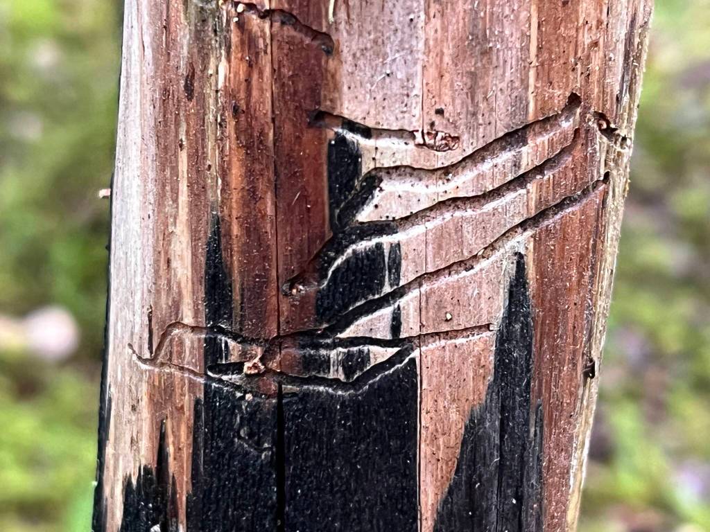 This photo shows tracks in a tree. (Courtesy Photo / Deana Barajas)
