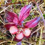 Fading fast  bunchberries along Treadwell Ditch Trail on Nov. 6. (Courtesy Photo / Denise Carroll)
