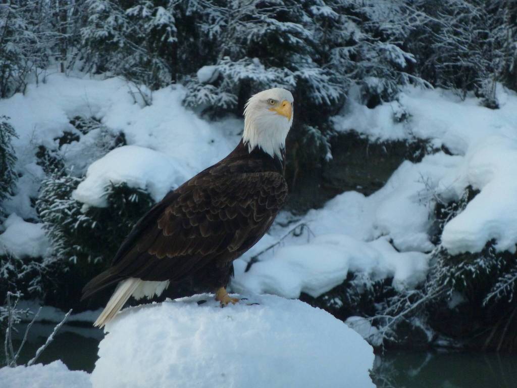 "A local adult eagle I know as 'Yardbird' stopped by Dec. 11, 2021," writes David Athearn of this photo. "He was interested in some Magpie’s feeding on sunflower seeds in my yard." (Courtesy Photo / David Athearn)