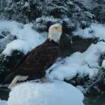 "A local adult eagle I know as 'Yardbird' stopped by Dec. 11, 2021," writes David Athearn of this photo. "He was interested in some Magpie’s feeding on sunflower seeds in my yard." (Courtesy Photo / David Athearn)