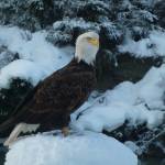"A local adult eagle I know as 'Yardbird' stopped by Dec. 11, 2021," writes David Athearn of this photo. "He was interested in some Magpie’s feeding on sunflower seeds in my yard." (Courtesy Photo / David Athearn)