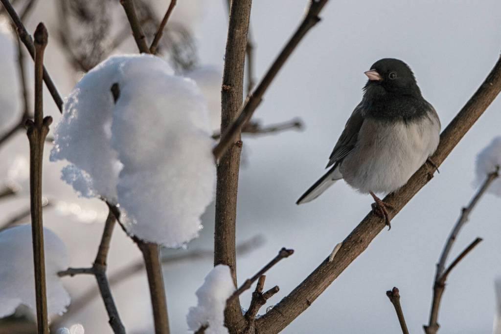 Taking turns for the feeder; a dark-eyed Junco awaits on snow covered lilac bush, Out the Road. (Courtesy Photo / Kenneth Gill, gillfoto)