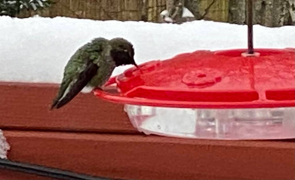 As temperatures drop, the hummingbird feeder is a welcome sight to this tiny bird on Dec. 27. (Courtesy Photo / Denise Carroll)