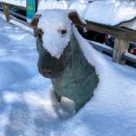 Patsy Ann after the last snowfall seen on the downtown seawalk on Jan. 3, 2022. (Courtesy Photo / Denise Carroll)