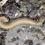 A marine worm slithers among the rocks where the surf meets the sand near Amalga Cabin on Jan. 22. (Courtesy Photo / Denise Carroll)