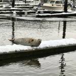 An Auke Bay Visitor finds temporary slip at Fishermans Bend Feb. 6. (Courtesy Photo / Steve Parker)