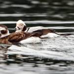 A pair of Long-tailed Ducks, Statter Harbor, Auke Bay, Southeast Alaska. (Courtesy Photo / Kenneth Gill, gillfoto)
A pair of Long-tailed Ducks, Statter Harbor, Auke Bay, Southeast Alaska. (Courtesy Photo / Kenneth Gill, gillfoto)