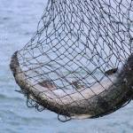 A king salmon reeled in near Lena Beach makes its way toward a cooler via a net. (Ben Hohenstatt / Juneau Empire)