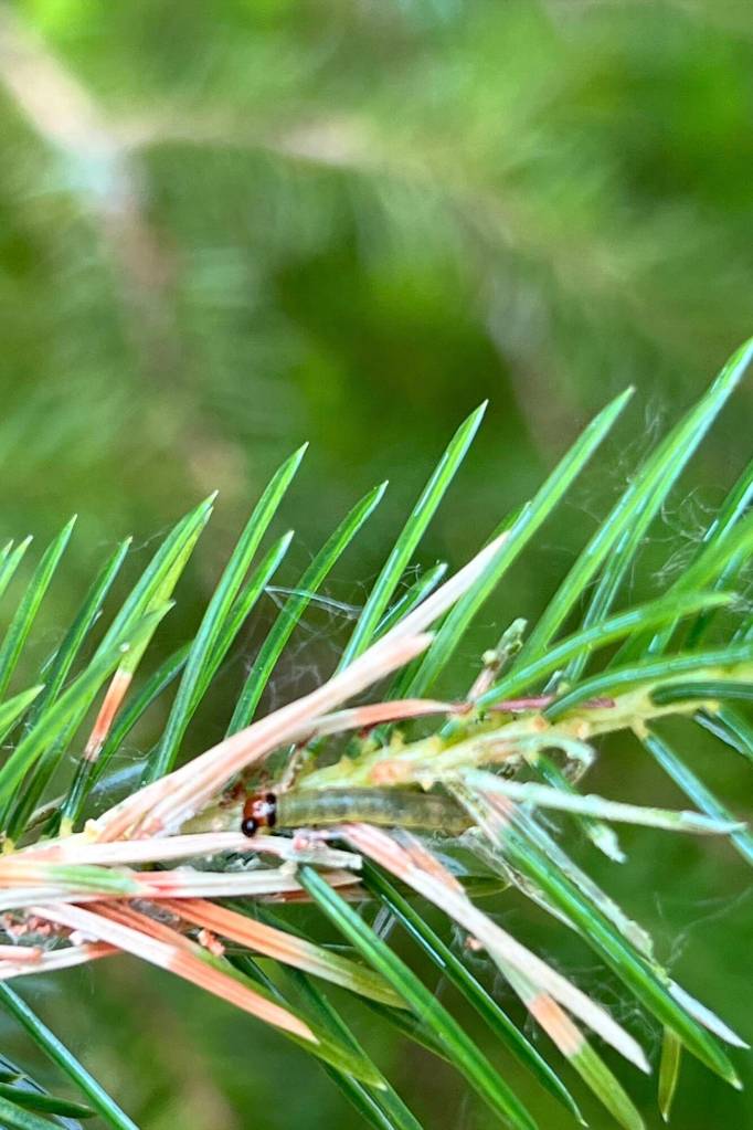 Western blackheaded budworm out to lunch on a Sitka spruce tree. (Courtesy Photo / U.S. Forest Service Alaska Region)