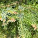 Pine needles showing aftermath of western blackheaded budworms damage. (Courtesy photo / U.S. Forest Service Alaska Region)