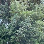 Reddish-brown discoloration beginning to show in forest trees from western blackheaded budworm damage. (Courtesy photo / U.S. Forest Service Alaska Region)
