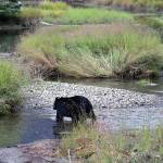 A bear wades through Steep Creek near the Mendenhall Glacier on Aug. 13, 2022. Proposed changes to the area would shift a portion of the trail away from the creek in order to restore salmon habitats and control the stream flow, and expand the trail with a new elevated section with several viewing platforms. (Ben Hohenstatt / Juneau Empire File)