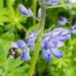 A bumblebee had pried open a lupine flower (Courtesy Photo / Kerry Howard)