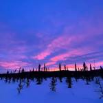 Sunset falls over an Interior Alaska landscape into which hundreds of ravens flew recently. (Courtesy Photo / Ned Rozell)