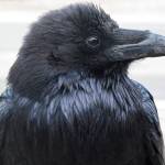 A raven scans the horizon. Ravens are one of several animals known to gather together when resting at night. (Courtesy Photo / Ned Rozell)