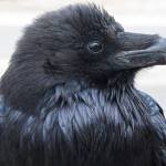 A raven scans the horizon. Ravens are one of several animals known to gather together when resting at night. (Courtesy Photo / Ned Rozell)