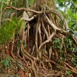 This photo available under a Creative Commons license shows the roots of a fig tree. Trunks and branches of fig trees and mangroves send down aerial roots that eventually reach the soil and serve the normal root functions of taking up water and nutrients. (Bernard Dupont / Flickr)