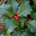 This December 2013 photo available under a Creative Commons license shows holly berries and leaves. A study of European holly in Spain showed that leaf browsing by mammals induces an increase of prickliness of the leaves. This phenomenon was apparently observed recently in Juneau. (Dendroica Cerulea / Flickr)