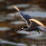 This photo shows an Aleutian tern. Intentionally scheduled during the slow season to help boost the economy between the steelhead and sockeye runs, the Yakutat Tern Festival is a celebration of Yakutats natural and cultural resources, highlighted by the areas Aleutian terns. The Yakutat Nature Society will host the 12th Annual Yakutat Tern Festival in Yakutat, from June 1 through June 4  with a more robust schedule of events compared to recent years. (Courtesy Photo / Nate Catterson)